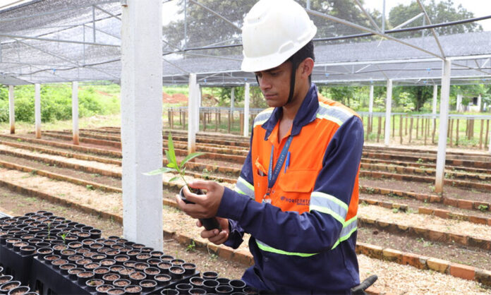 Horizonte Minerals Empresa tem mais de 12 mil sementes recém semeadas no Projeto Araguaia Níquel; Inciativa quer recuperar áreas degradadas com plantio de mudas