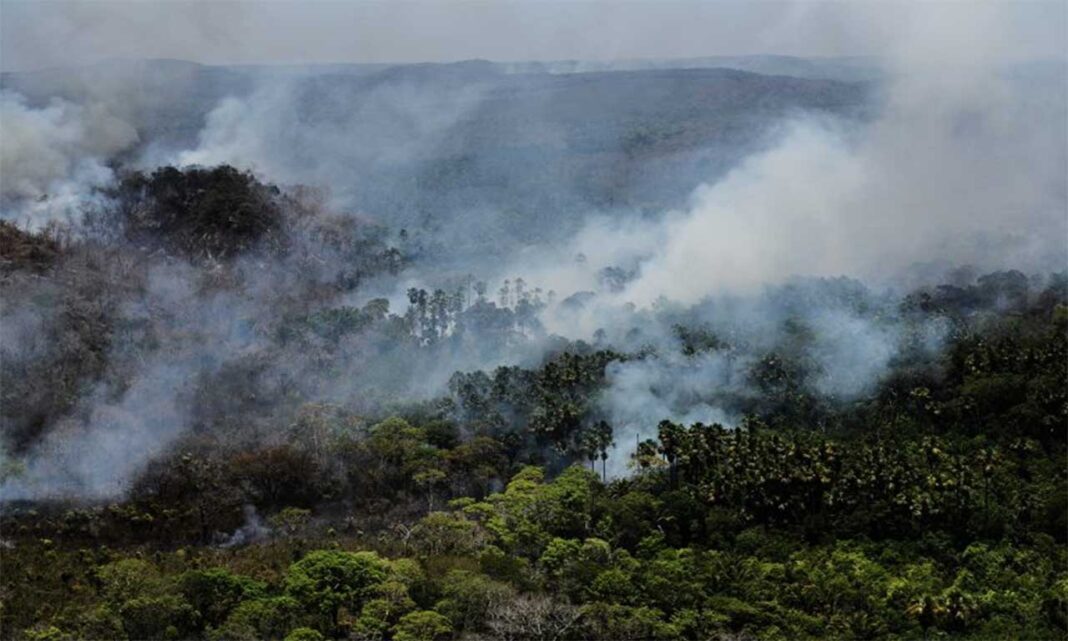 Empresa recomenda que população use o Disque Denúncia para comunicar ocorrência de incêndios florestais provocados pela ação humana