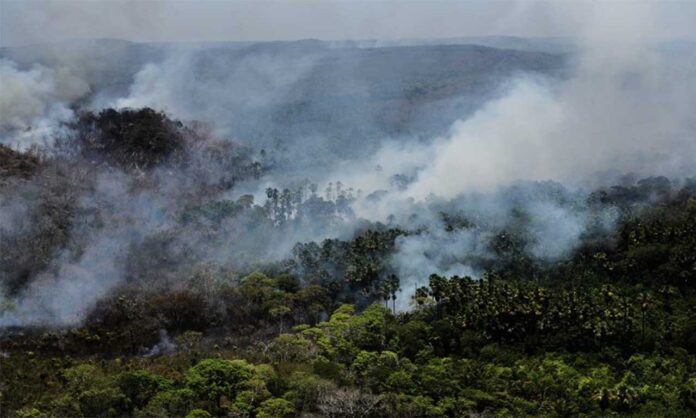 Sem Título-1 Empresa recomenda que população use o Disque Denúncia para comunicar ocorrência de incêndios florestais provocados pela ação humana