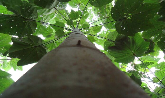 Estudo da Embrapa identificou potencial do vegetal como alternativa sustentável para extração do ouro; Áreas degradadas poderão ser reflorestadas com a árvore amazônica