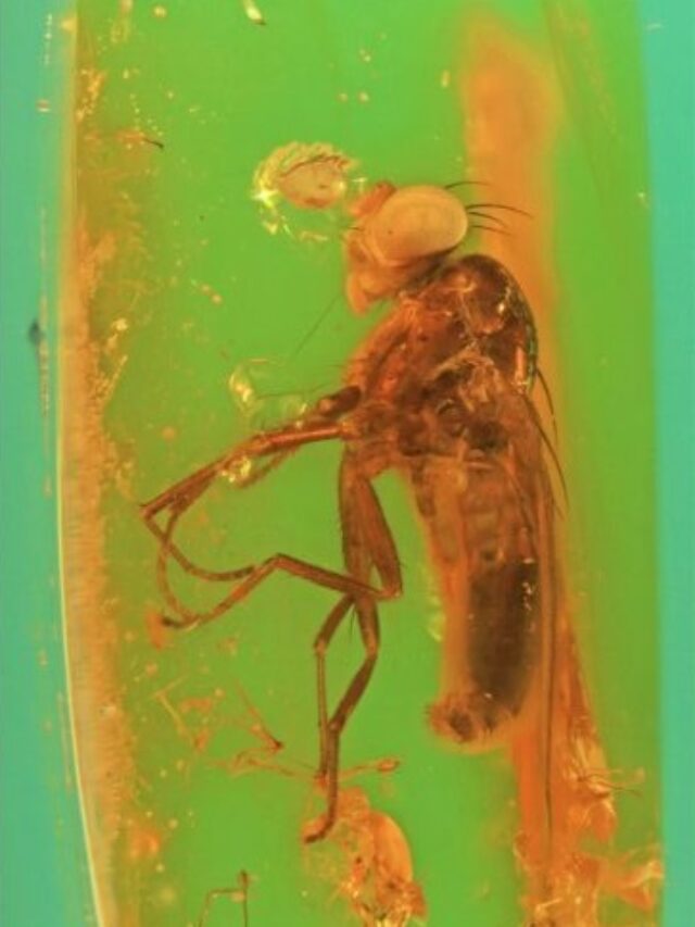 Descoberta espécie de mosca gigante com 34 milhões de anos (5)