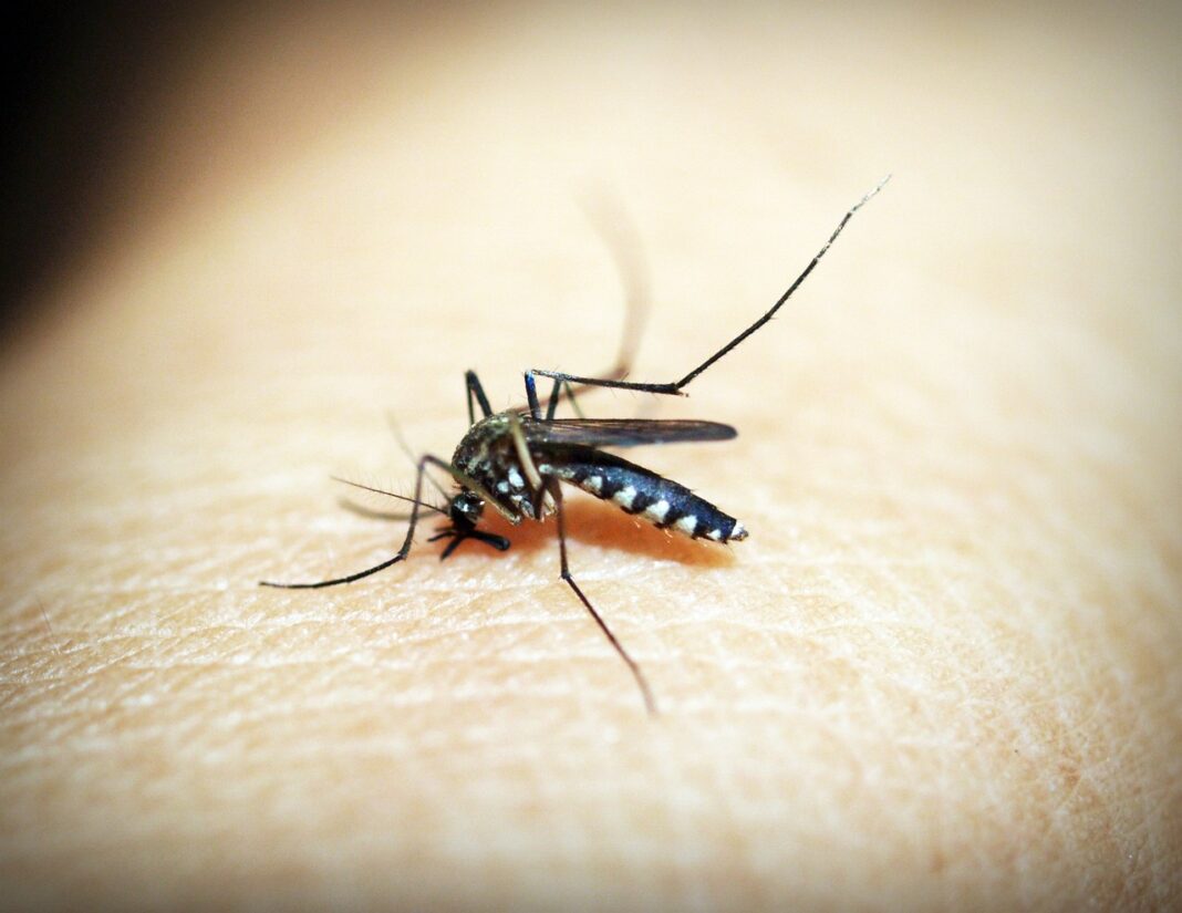 mosquito-1548947_1280 Casos de dengue em Itabira tem queda, mas alerta continua