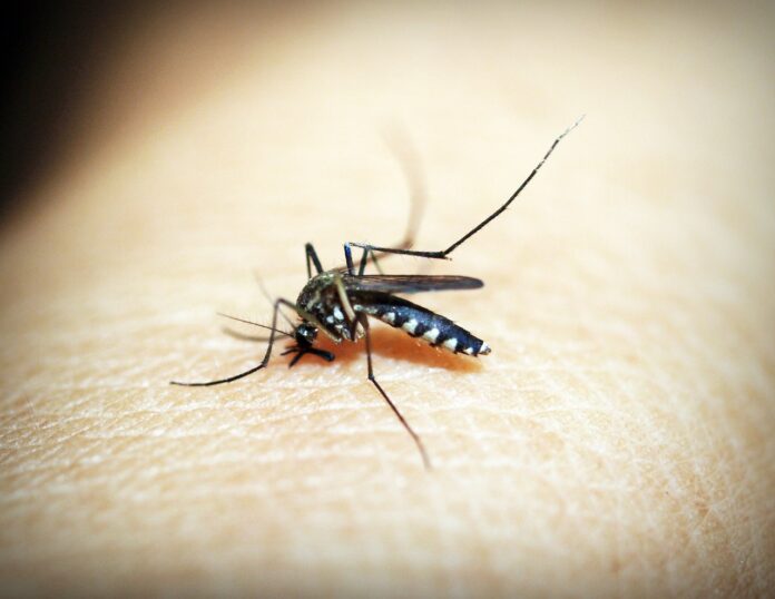 mosquito-1548947_1280 Casos de dengue em Itabira tem queda, mas alerta continua