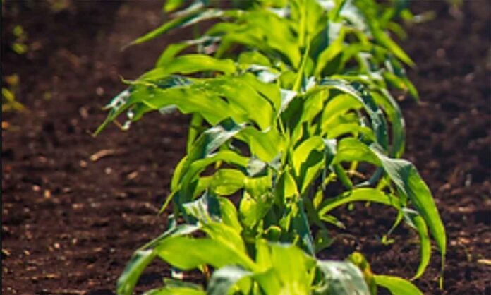 Projeto de transformação de resíduos da siderurgia em recursos para a agricultura venceu a modalidade “Práticas de Sustentabilidade