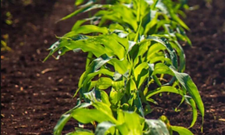 Projeto de transformação de resíduos da siderurgia em recursos para a agricultura venceu a modalidade “Práticas de Sustentabilidade