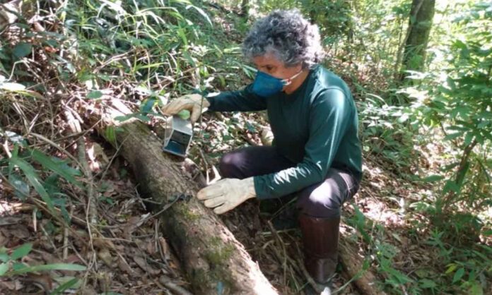 Segundo ciclo do programa será desenvolvido em Rio Manso, onde a empresa já plantou mais de 161 mil mudas de árvores nativas, em uma área de 315 hectares - Mineração Usiminas