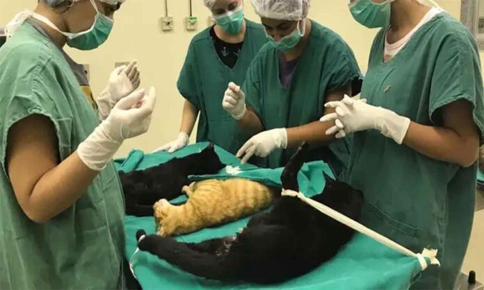 Procedimento de esterilização de cães e gatos já passou por vários bairros da cidade mineradora; Para inscrever o animal de estimação na campanha é preciso comparecer ao Departamento de Zoonoses