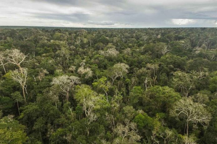 Medida integra o plano do Fórum Econômico Mundial de acelerar soluções baseadas na natureza; Vale diz ter restaurado cerca de 12 mil hectares por meio de negócios sustentáveis