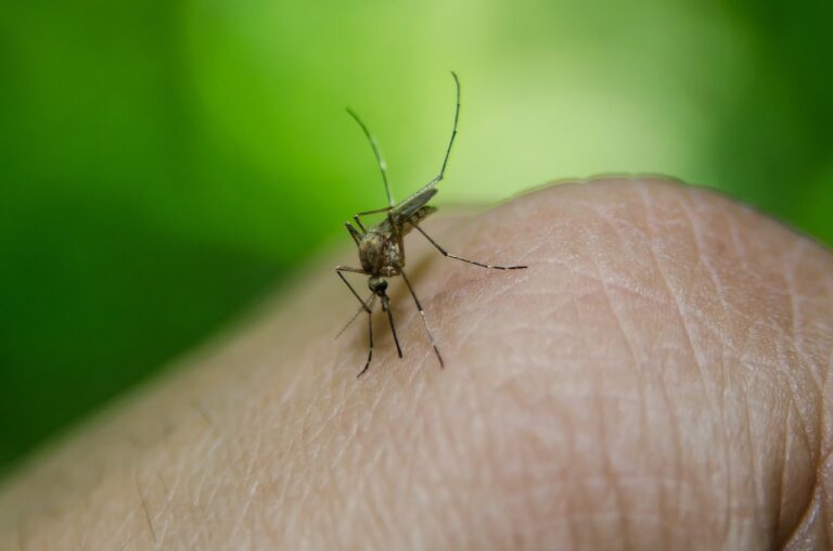 Dengue em MG: estado registra primeira morte em 2024