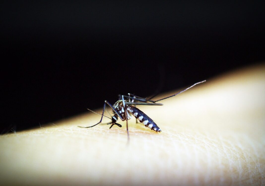 Alerta! João Monlevade teve aumento de 88,25% dos casos de dengue em 2023