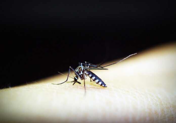 mosquito-1548948_1280 Alerta! João Monlevade teve aumento de 88,25% dos casos de dengue em 2023