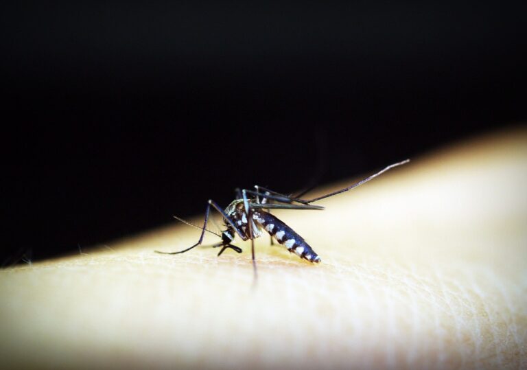Alerta! João Monlevade teve aumento de 88,25% dos casos de dengue em 2023