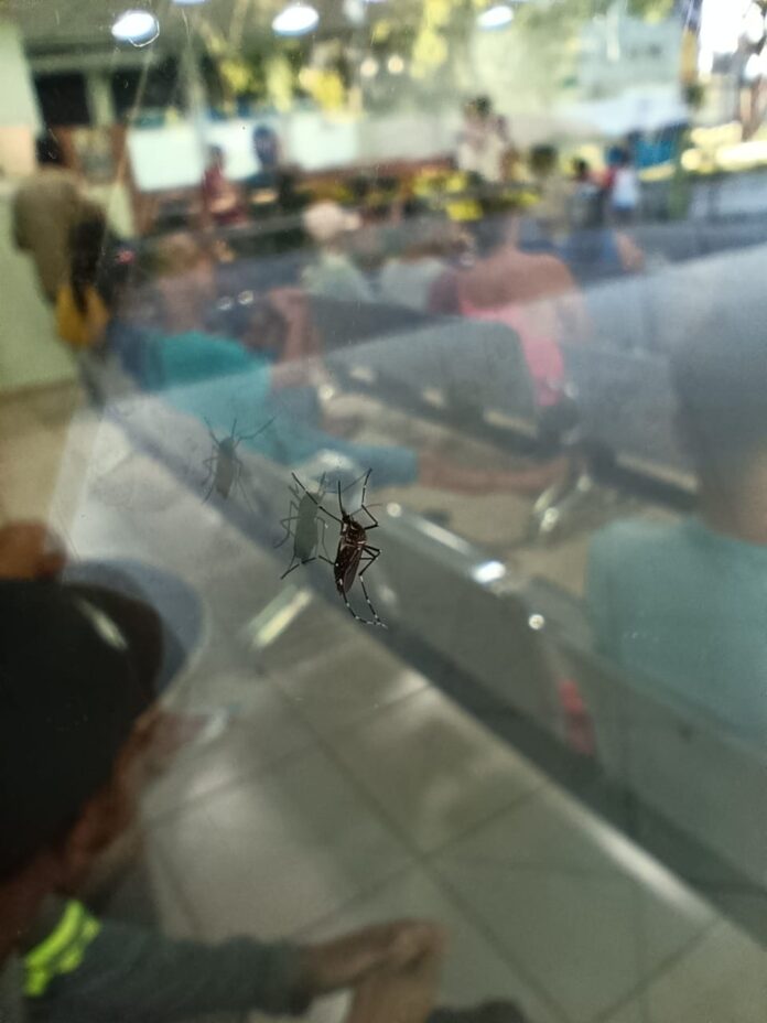 Mosquitos da Dengue são vistos em Unidade de Pronto Atendimento de Ipatinga