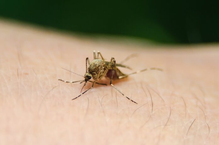 Itabira receberá quase R$ 500 mil para combate à dengue