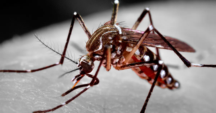 dengue_Aedes aegypti No combate à dengue, MG destina mais de R$ 150 milhões para municípios