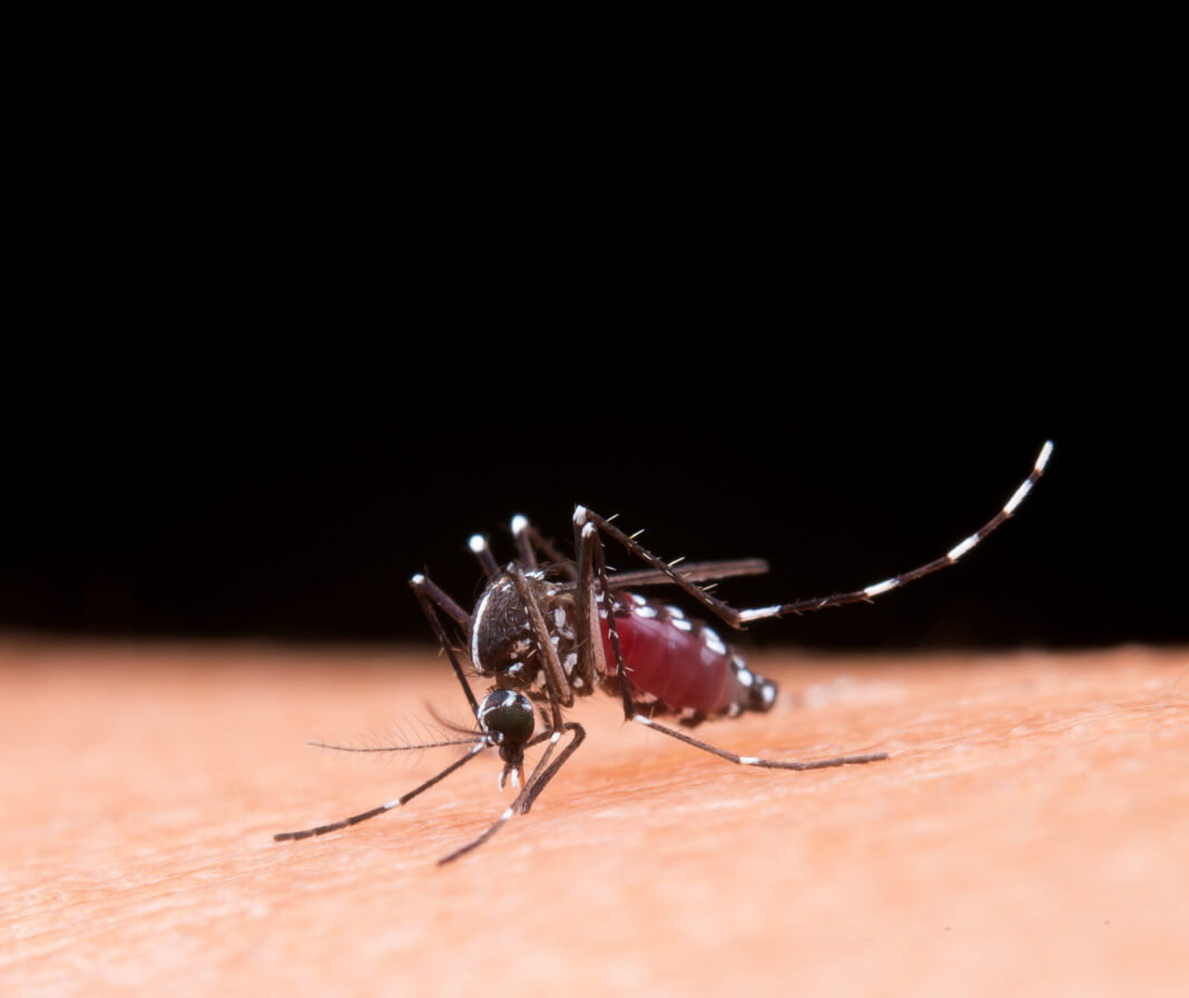 dengue-ouro-preto Distrito de Ouro Preto, que sofre os impactos da Barragem Doutor, possui altos índices positivos de dengue