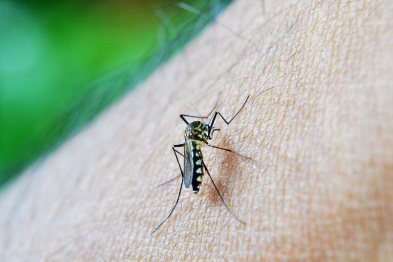 Dengue em MG: estado registra mais de 100 mil casos