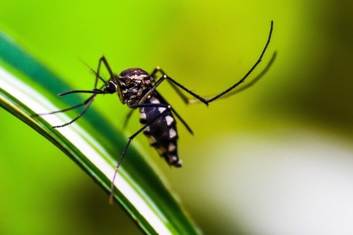 mosquito-4998145_1280 Dengue em Itabira: cidade registra mais de 10 mil notificações da doença