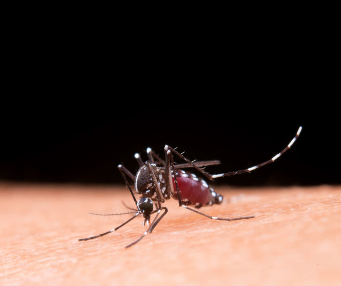 Distrito de Ouro Preto, que sofre os impactos da Barragem Doutor, possui altos índices positivos de dengue