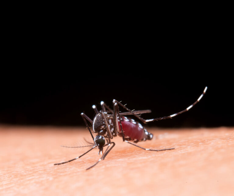 Distrito de Ouro Preto, que sofre os impactos da Barragem Doutor, possui altos índices positivos de dengue