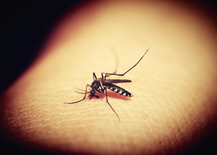 Dengue em MG: Ministério da Saúde aponta que estado tem 2° maior incidência da doença no país