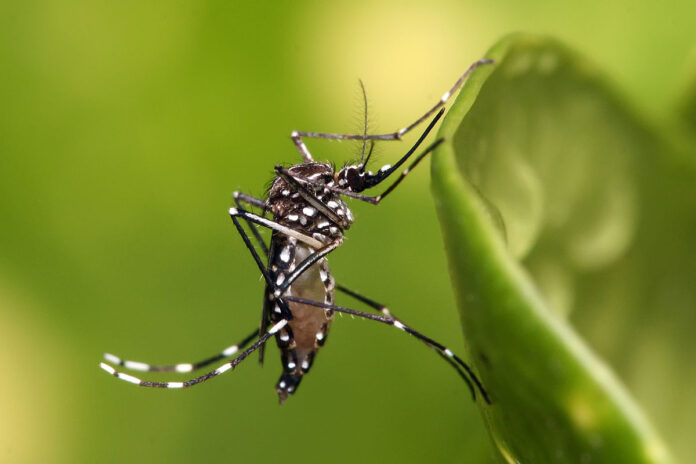 1200px-Aedes_aegypti Itabira: LIRAa de agosto aponta 0,3%, o menor já registrado no município e considerado ideal pelo Ministério da Saúde