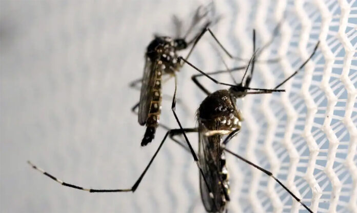 Sem Título-6 Órgão estuda a pedido do Ministério da Saúde a possibilidade de liberar a comercialização de autotestes para diagnóstico da doença; Brasil já registrou 329 mortes em decorrência da dengue - Anvisa
