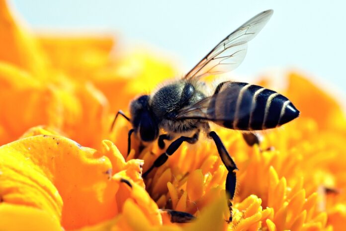 honeybee-3999664_1280 Com carga horária total de 40 horas, curso é uma oportunidade para quem deseja mergulhar no fascinante mundo da apicultura sustentável; Curso de meliponicultura é curso é focado na criação e manejo de abelhas indígenas sem ferrão