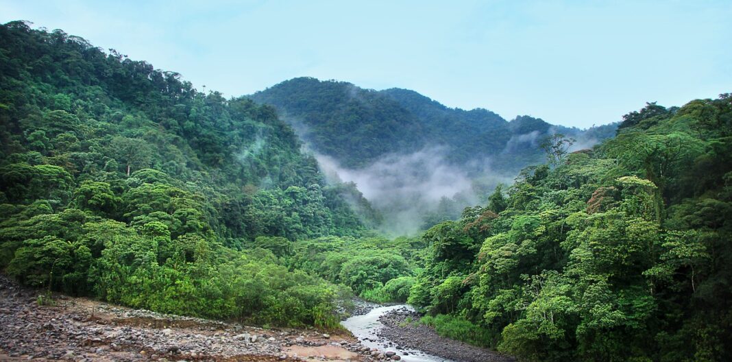 Florestas tropicais tiveram perda significativa de 3,7 milhões de hectares em 2023