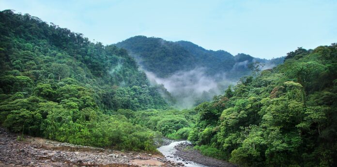 Florestas tropicais tiveram perda significativa de 3,7 milhões de hectares em 2023