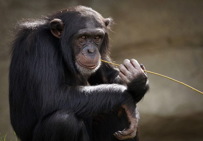 monkey-3703230_1280 Pesquisadores afirmam que área de mineração em 17 países coloca em risco habitats dos primatas