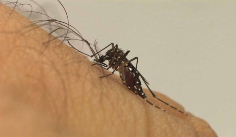 Projeto desenvolvido na capital vai viabilizar a utilização de tecnologia inovadora e autossustentável para reduzir a transmissão de doenças causadas pelo Aedes aegypti; Outros investimentos estão sendo feitos em municípios da Bacia do Paraopeba
