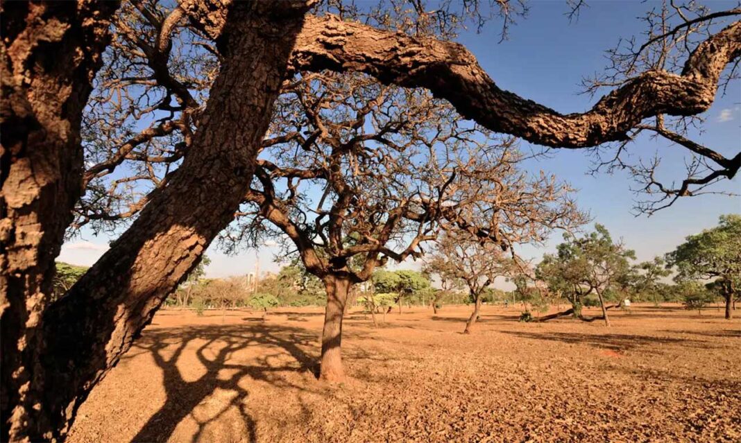 Campanha da ONU destaca o enfrentamento à desertificação e o desenvolvimento da resiliência à seca. Dia Mundial do Meio Ambiente se alinha à Década da Restauração de Ecossistemas