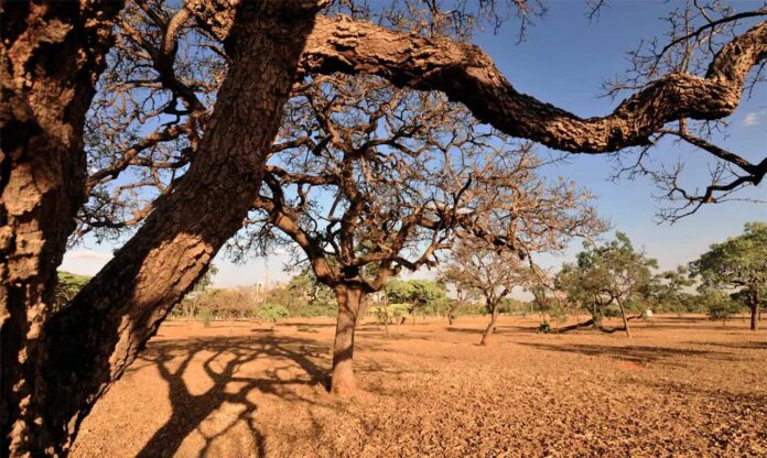 Sem Título-11 Campanha da ONU destaca o enfrentamento à desertificação e o desenvolvimento da resiliência à seca. Dia Mundial do Meio Ambiente se alinha à Década da Restauração de Ecossistemas