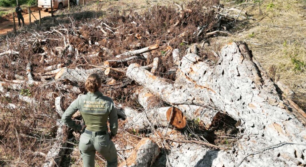 Operação realizada na última semana cobriu uma área de 267 hectares em Carmésia, Dom Joaquim, Senhora do Porto, Dores de Guanhães, Guanhães, Braúnas, Sabinópolis, Martelândia e Paulistas; Semad lavrou 65 autos de infração