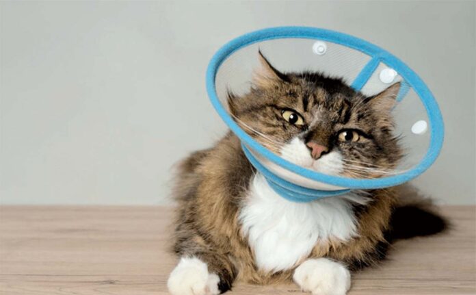Interessados em castrar os pets podem se inscrever pela internet; Serviço de esterilização é oferecido gratuitamente pela Prefeitura de Itabira