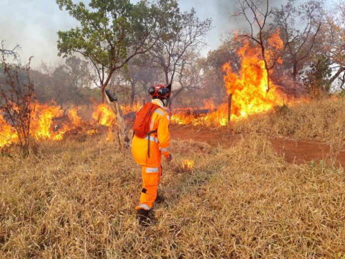 O Corpo de Bombeiros Minas Gerais informou que, entre janeiro e agosto de 2024, foram contabilizados mais de 16 mil focos de queimadas em todo o estado