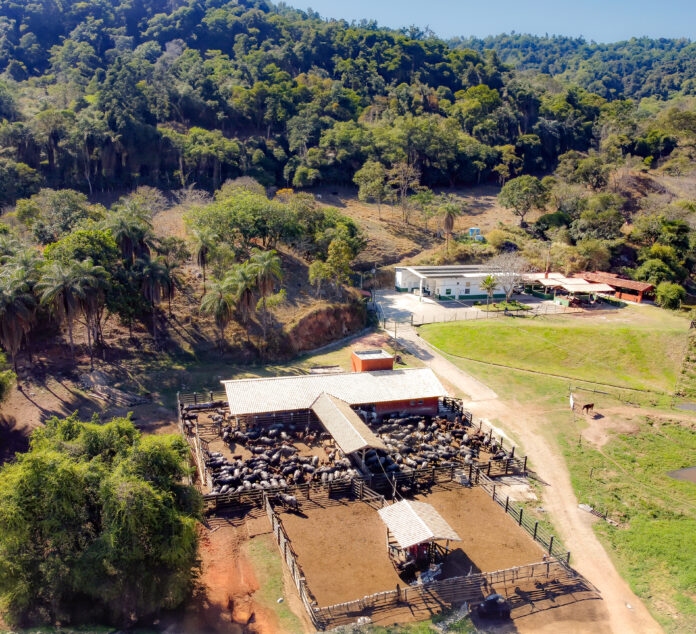 a-fazenda Criadora esclarece os diferenciais dos produtos derivados do leite e as vantagens de se criar búfalos, animais rústicos e resistentes