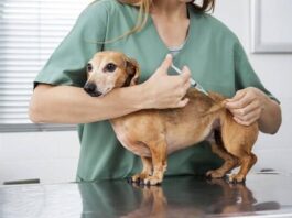 Primeira etapa de imunização ocorreu no último dia 14 de setembro; Mais de 4 mil cães e gatos já foram imunizados em Itabira