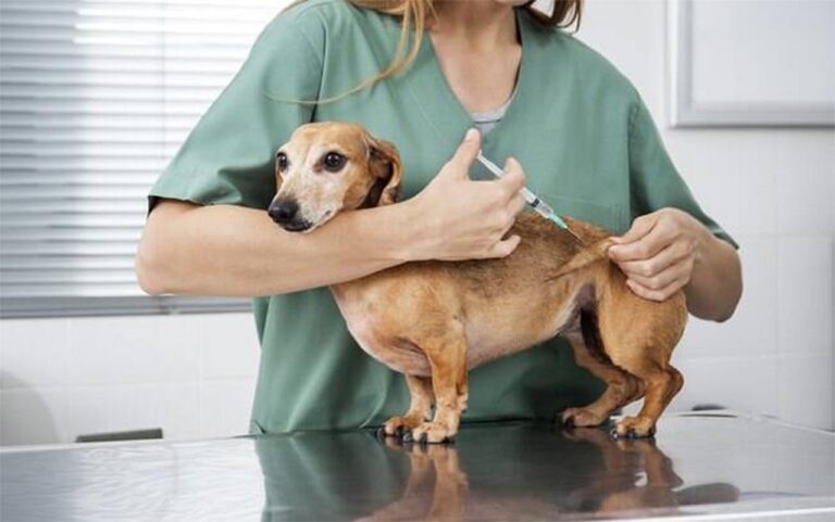Primeira etapa de imunização ocorreu no último dia 14 de setembro; Mais de 4 mil cães e gatos já foram imunizados em Itabira