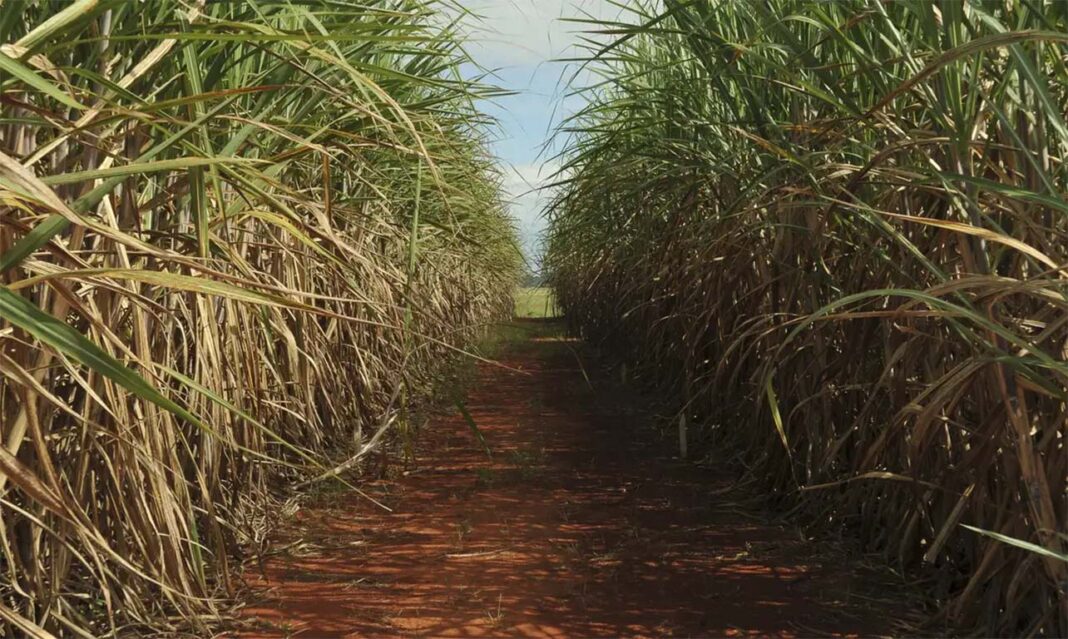 Levantamento da CTC indica queda de produtividade por hectare na cana-de-açúcar colhida na região centro-sul do país