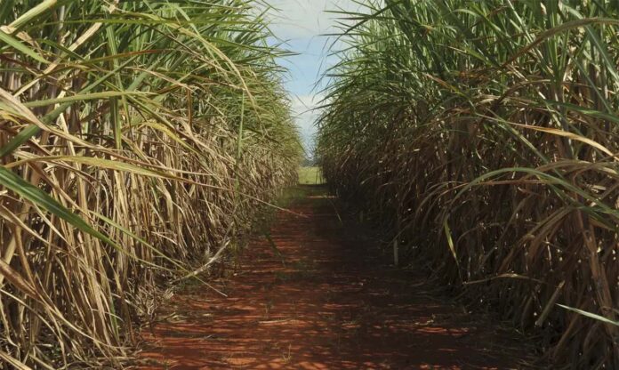 Sem Título-1 Levantamento da CTC indica queda de produtividade por hectare na cana-de-açúcar colhida na região centro-sul do país
