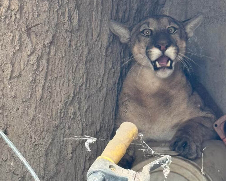 Animal foi resgatado pelo Corpo de Bombeiros em trabalho que teve seis horas de duração; Onça-parda foi sedada com tranquilizantes e encaminhada aos cuidados de veterinários especializados