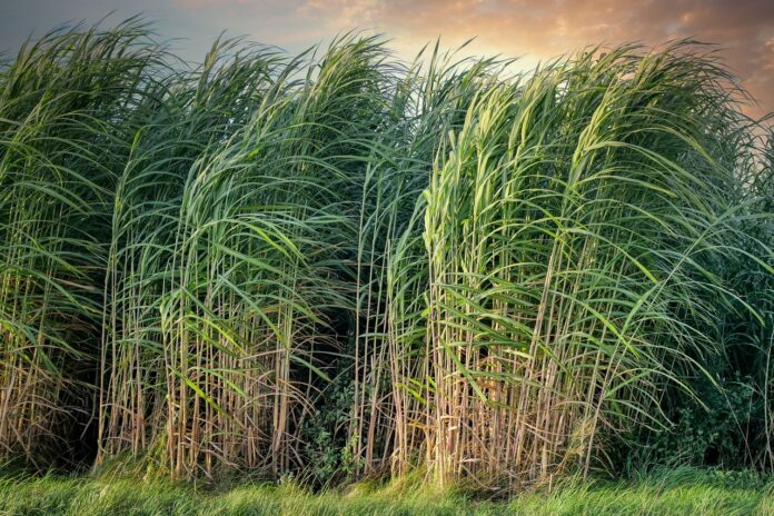 sugarcane-5525004_1280 Com os aportes, a CMAA terá sua capacidade de produção de etanol anidro expandida em até 85 milhões de litros por ano, alcançando um total de 205 milhões de litros por safra