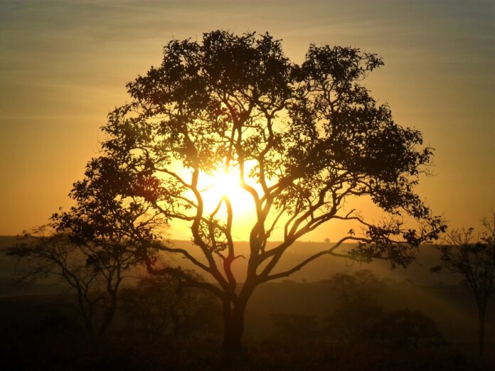 tree-1784750_1280 Entre os meses de agosto e novembro de 2024, o Cerrado de Minas Gerais teve apenas 67,5 km² de sua área em alerta de desmatamento, uma grande redução se comparado aos 204,2 km² registrados no mesmo período do ano anterior