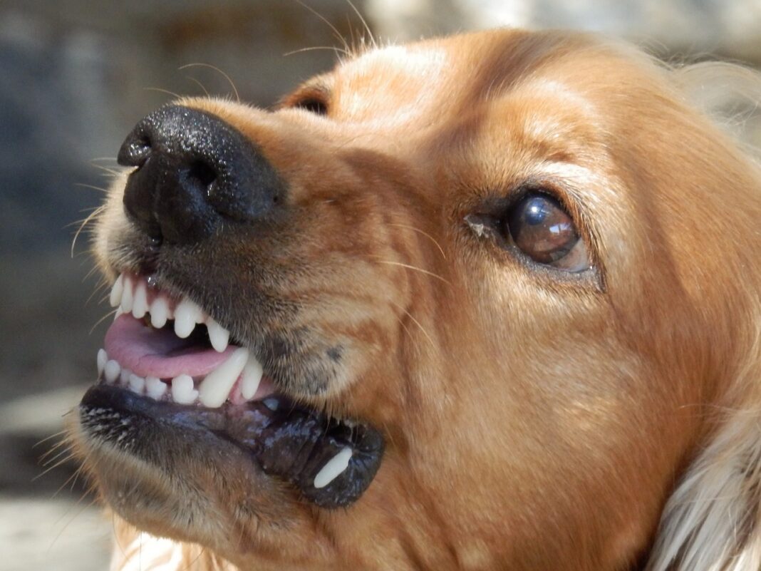 O analista alegou que a Vale deveria ter orientado seus empregados sobre os riscos de ter animais de estimação no ambiente de trabalho domiciliar, argumentando que a falta dessa orientação foi a causa do acidente. No entanto, a decisão judicial afastou a responsabilidade da empresa