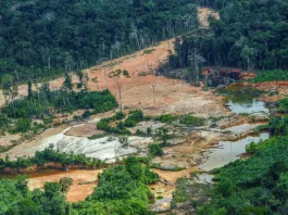 Segundo o estudo da Nature, cerca de 77% dos garimpos, em 2021, apresentaram claros indícios de ilegalidade, com impactos devastadores para o meio ambiente e a sociedade