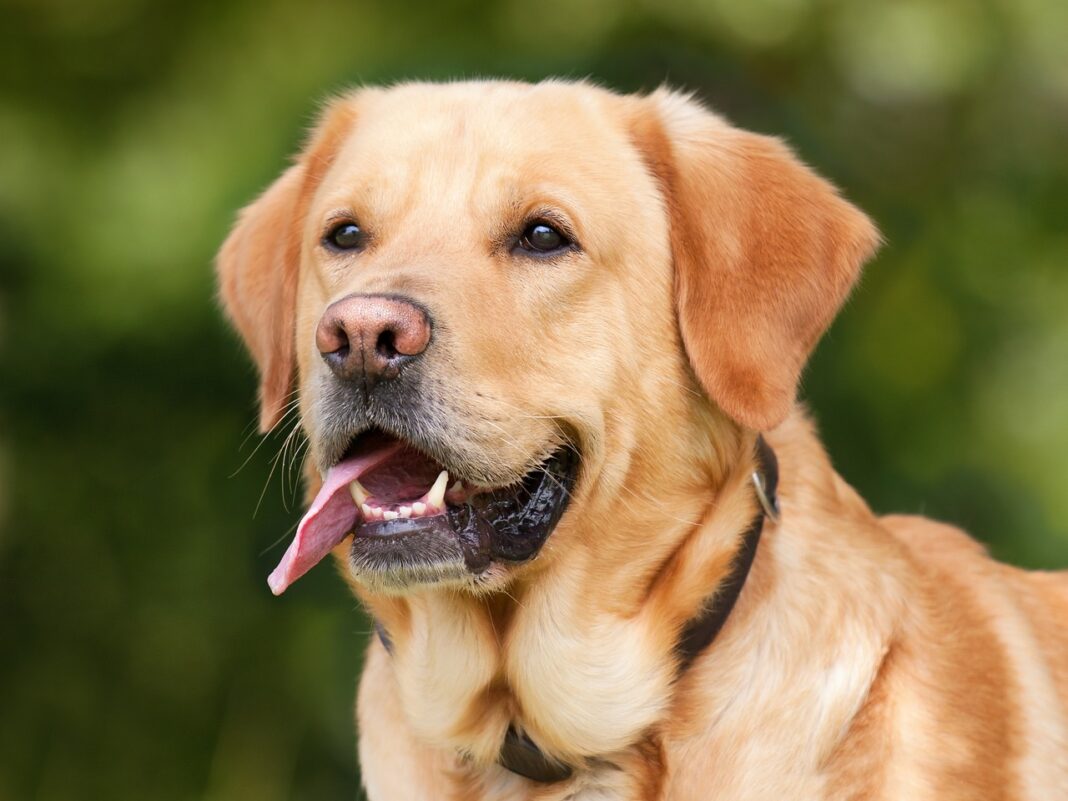 labrador-retriever-1210559_1280 Com a nova norma, autoridades de fiscalização em Minas Gerais poderão agir com mais rigor diante de situações de negligência, especialmente em áreas urbanas e rurais onde os maus-tratos é comum