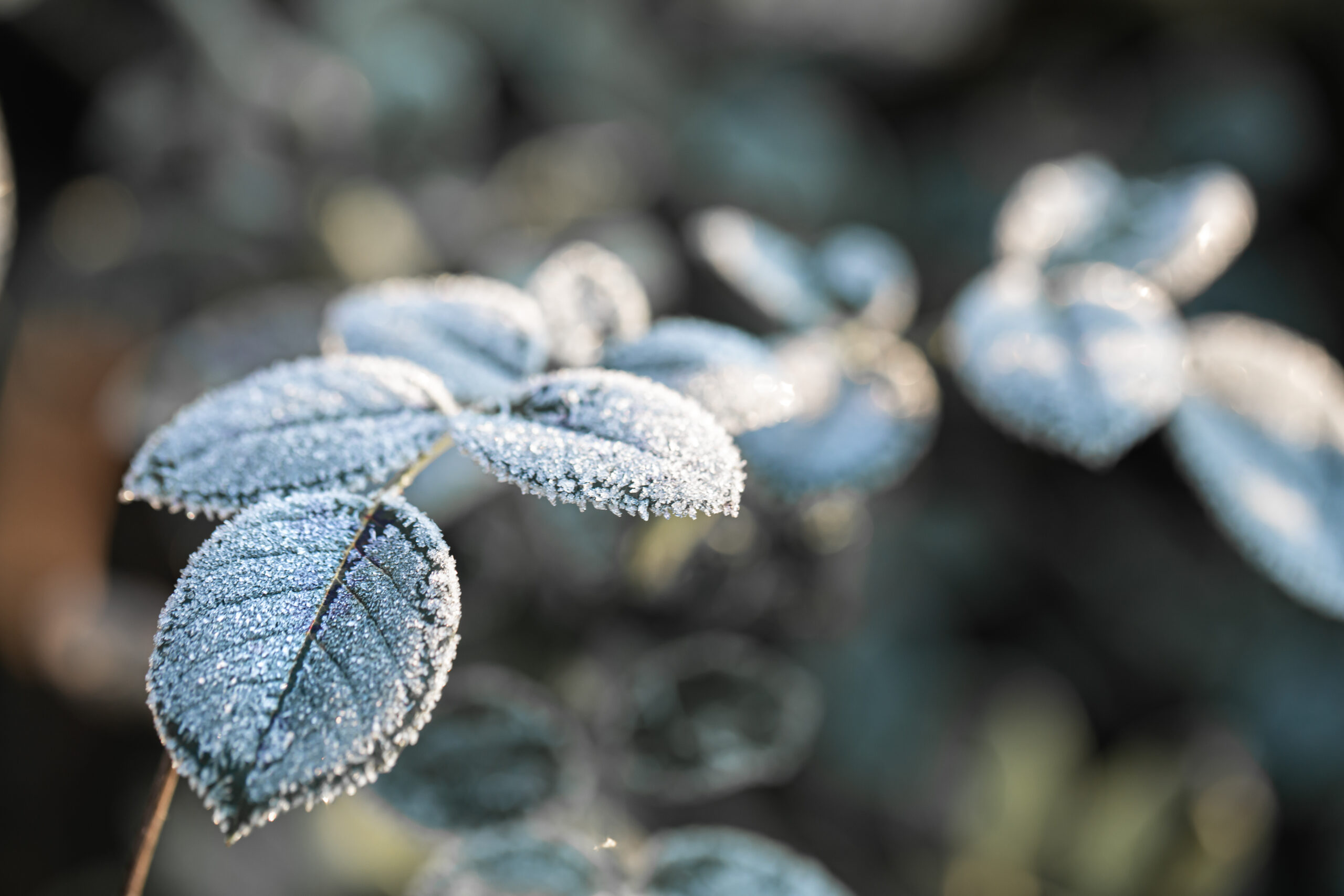 Frozen leaves with ice crystals an early frosty morning. A previsão do tempo reforça a necessidade de atenção especial com as populações mais vulneráveis e com as práticas de cuidado durante dias de baixa temperatura
