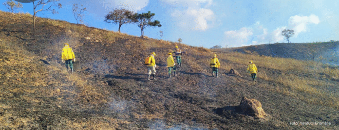 3 (5) Os números são alarmantes. Apenas em julho de 2025, foram registrados 36 focos de incêndio, com a maior parte ocorrendo em áreas urbanas não protegidas e lotes vagos